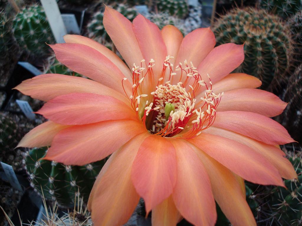 Eigene Echinopsis/Fascination 4.0.jpg